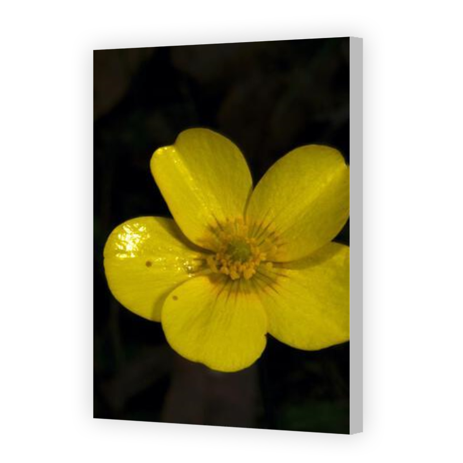 Thumbnail for Canvas - Coloured Canvas Wrap