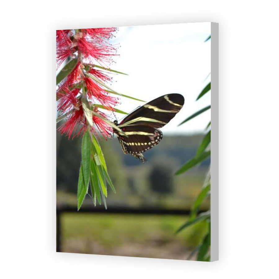 Thumbnail for Canvas - Coloured Canvas Wrap