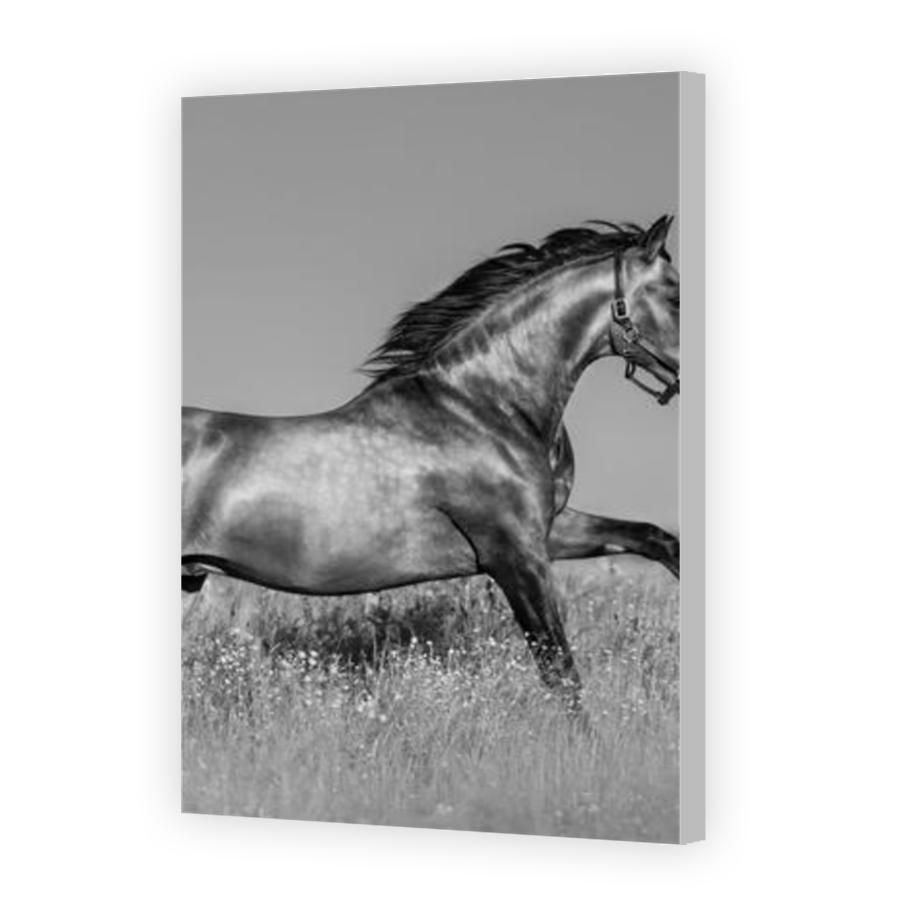 Thumbnail for Canvas - Coloured Canvas Wrap