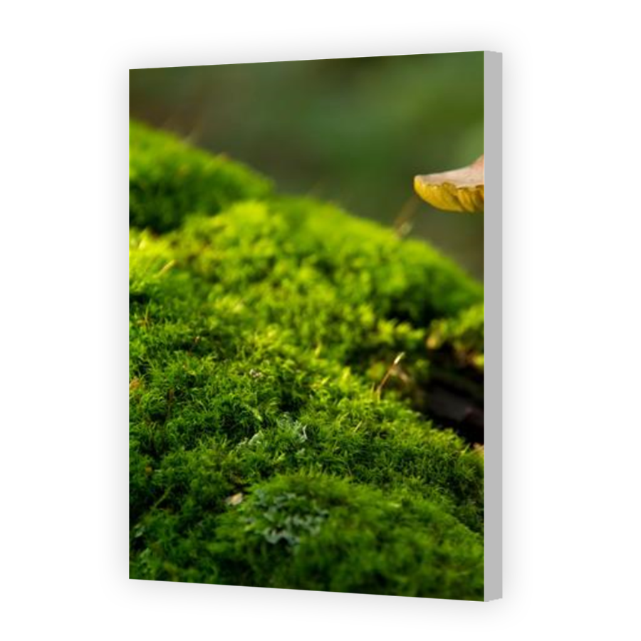 Thumbnail for Canvas - Coloured Canvas Wrap