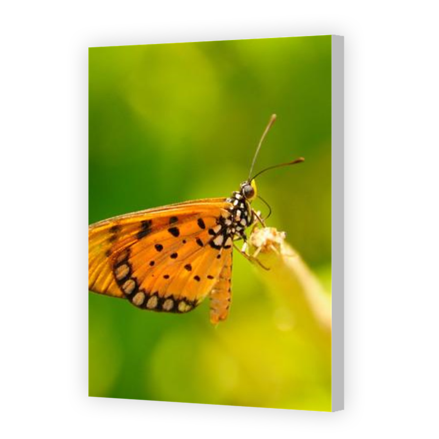 Thumbnail for Canvas - Coloured Canvas Wrap