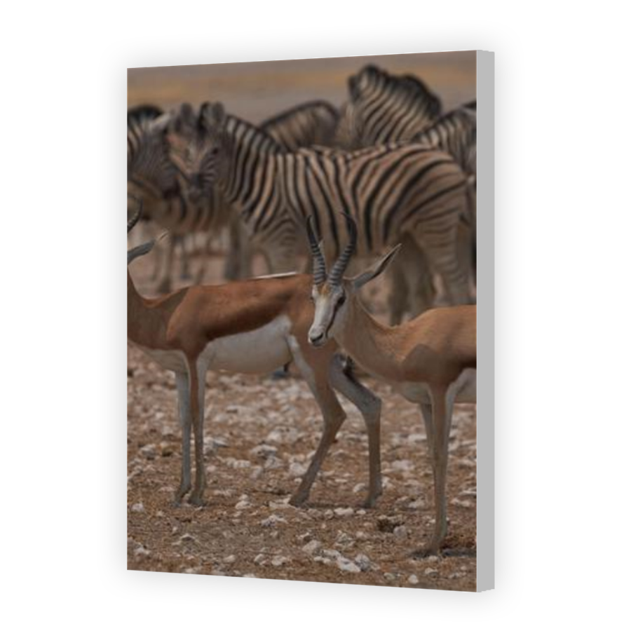 Thumbnail for Canvas - Coloured Canvas Wrap