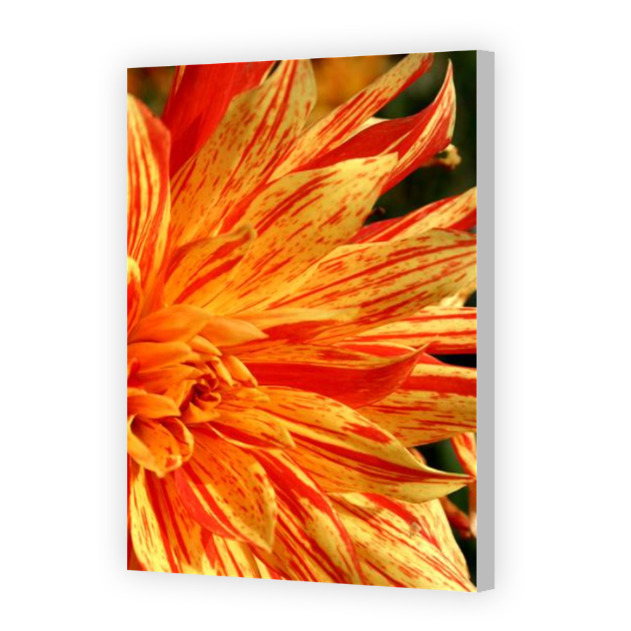 Thumbnail for Canvas - Coloured Canvas Wrap