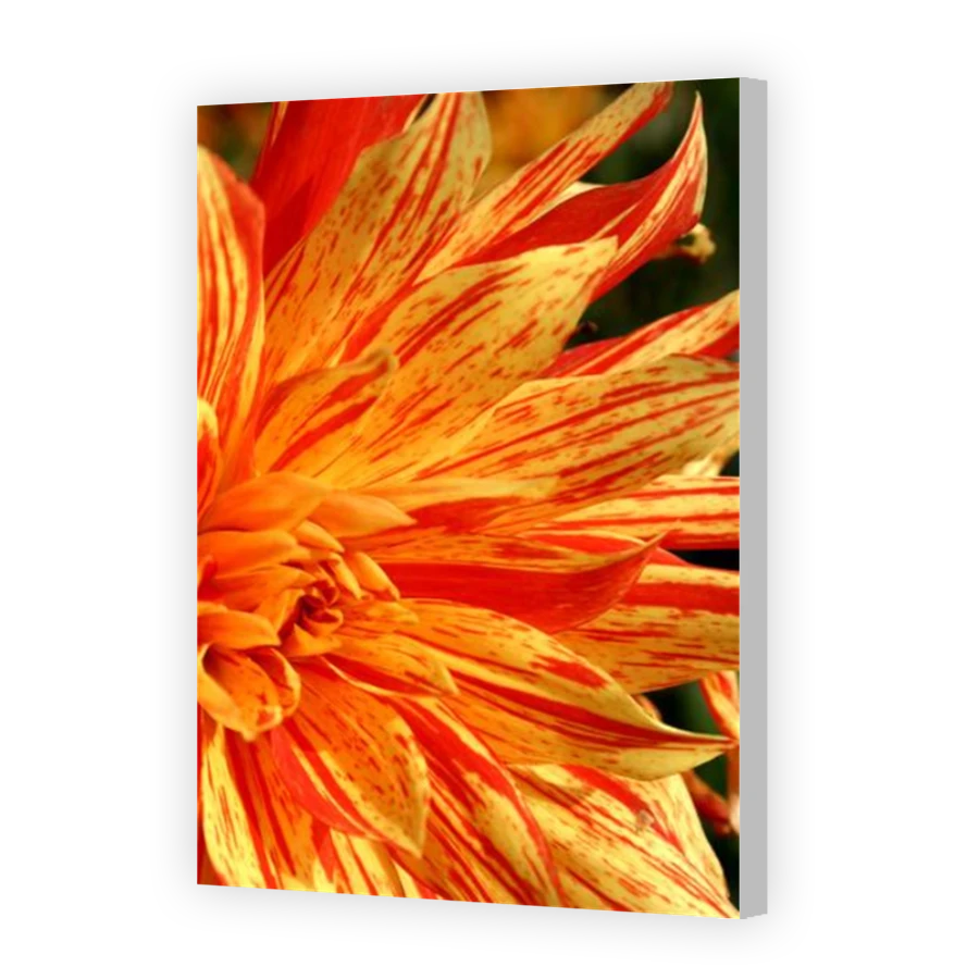Thumbnail for Canvas - Coloured Canvas Wrap