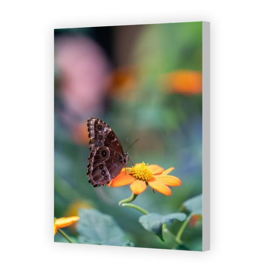 Thumbnail for Canvas - Coloured Canvas Wrap