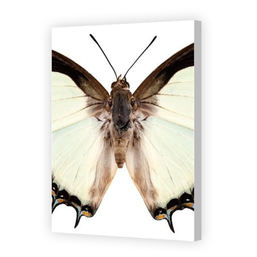 Thumbnail for Canvas - Coloured Canvas Wrap