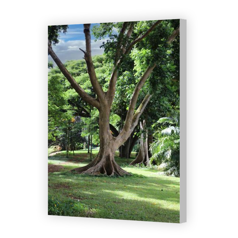 Thumbnail for Canvas - Coloured Canvas Wrap