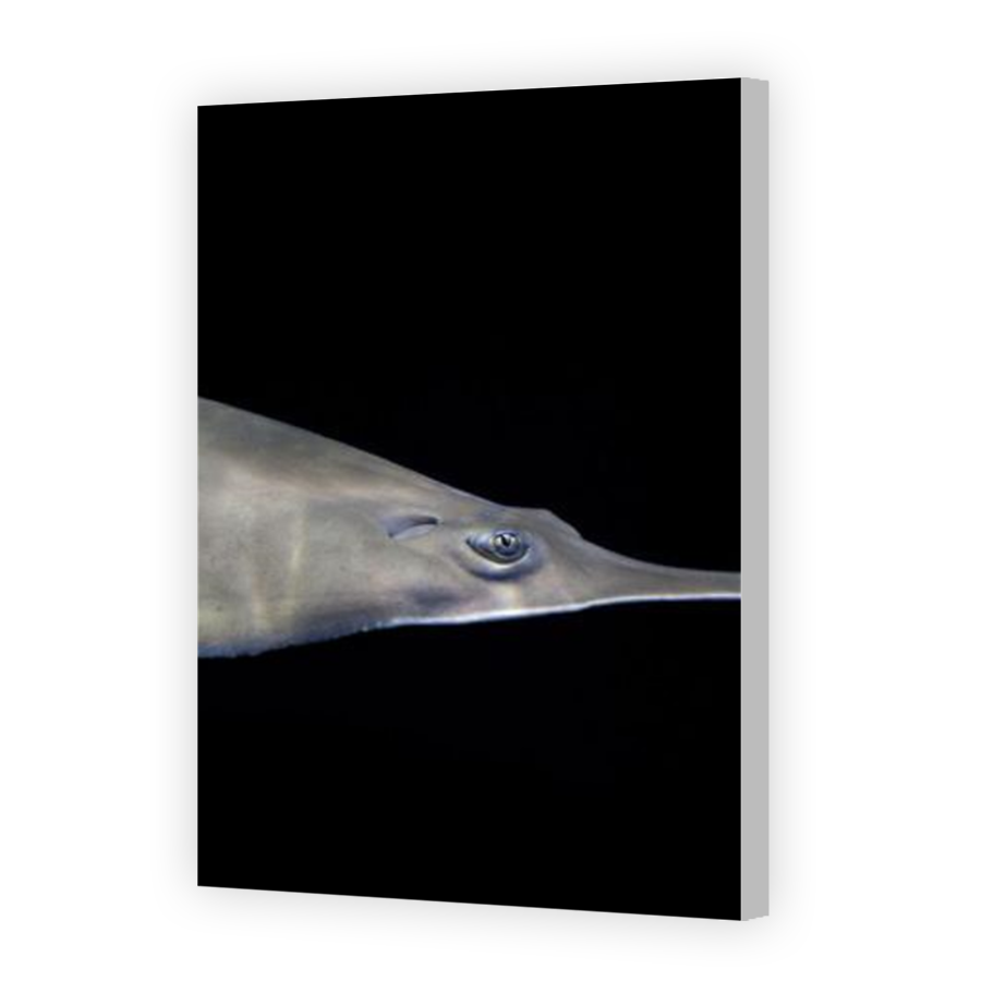 Thumbnail for Canvas - Coloured Canvas Wrap