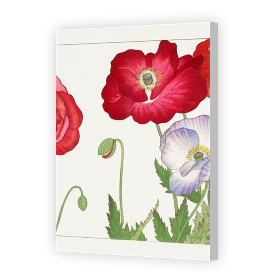 Thumbnail for Canvas - Coloured Canvas Wrap