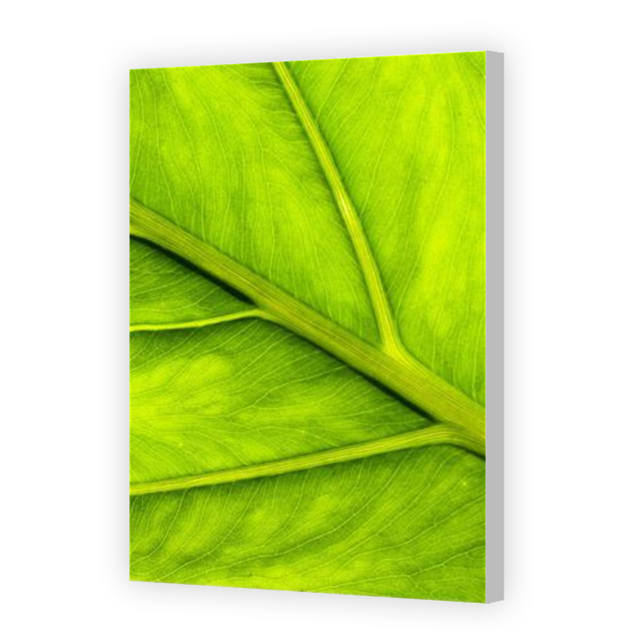 Thumbnail for Canvas - Coloured Canvas Wrap