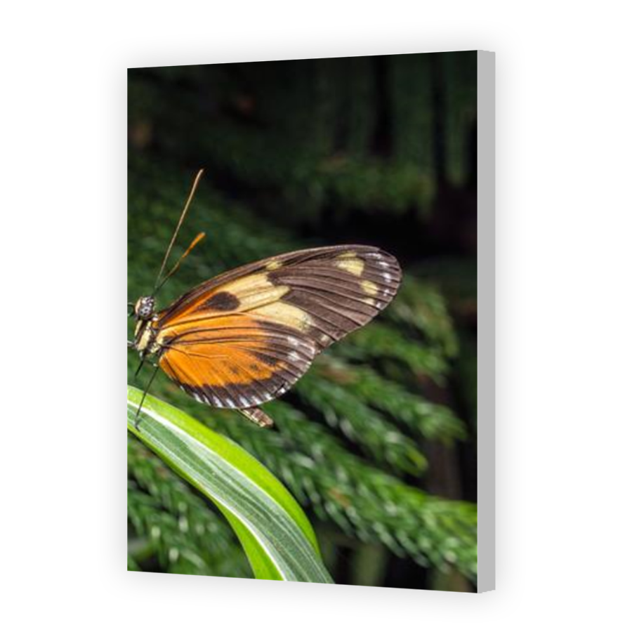 Thumbnail for Canvas - Coloured Canvas Wrap