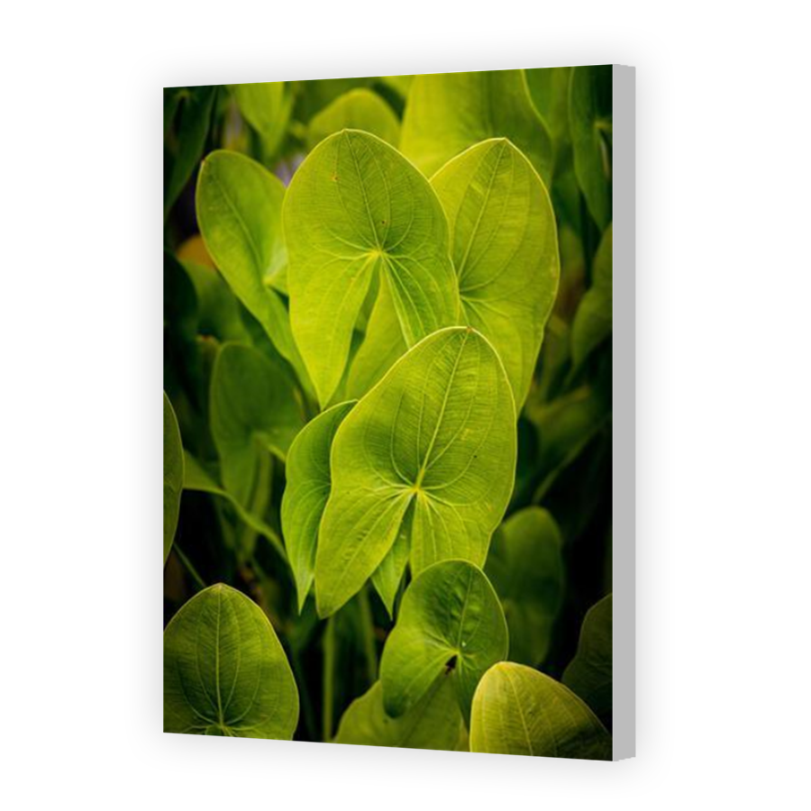 Thumbnail for Canvas - Coloured Canvas Wrap