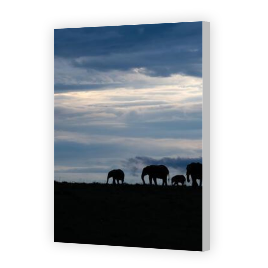 Thumbnail for Canvas - Coloured Canvas Wrap