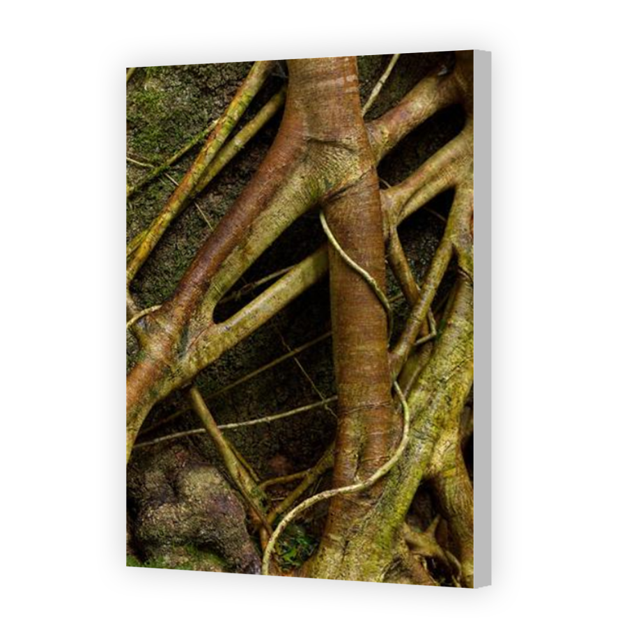 Thumbnail for Canvas - Coloured Canvas Wrap
