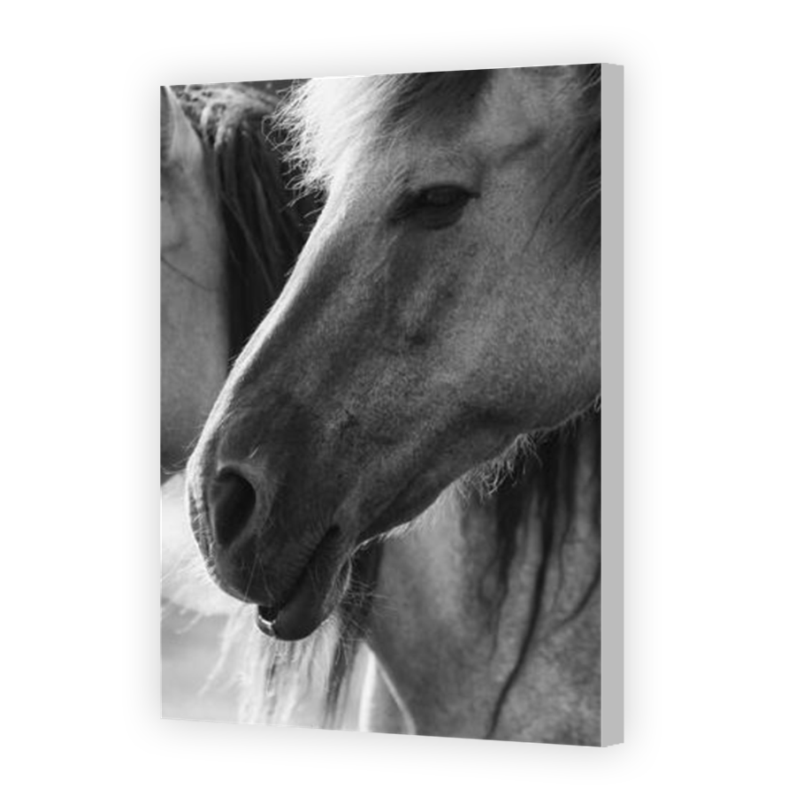 Thumbnail for Canvas - Coloured Canvas Wrap