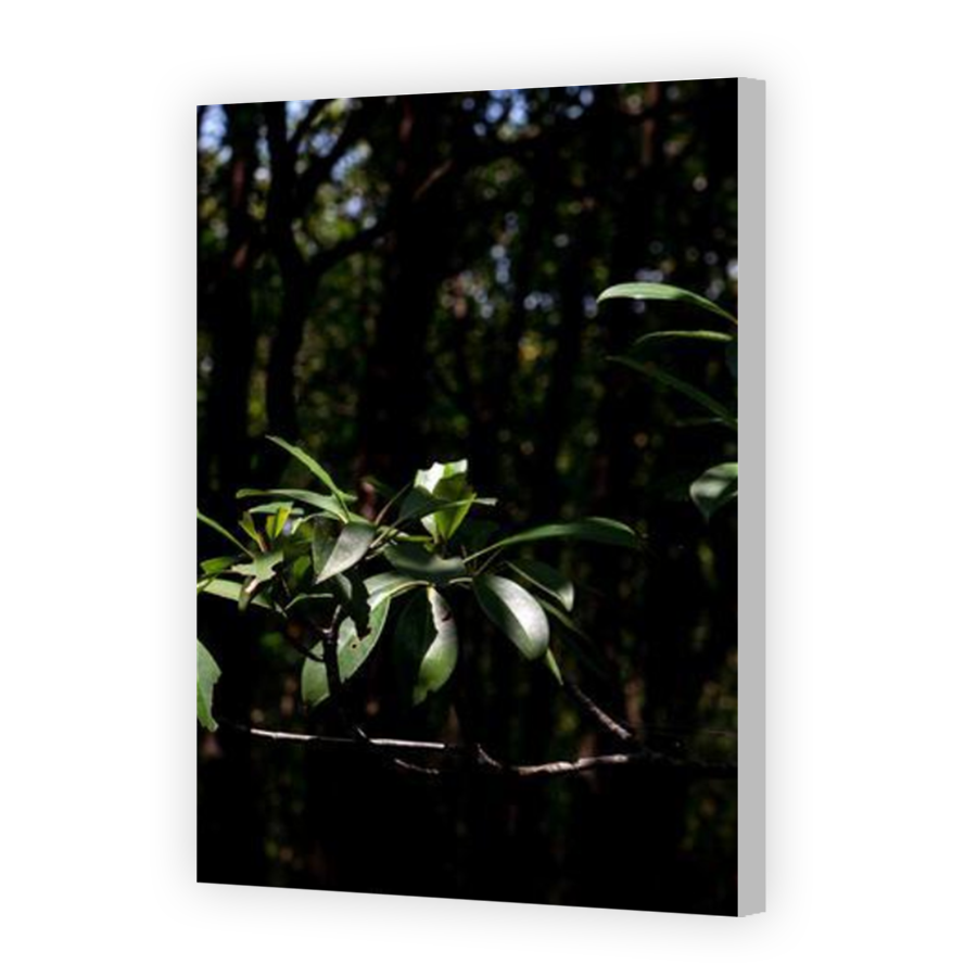 Thumbnail for Canvas - Coloured Canvas Wrap