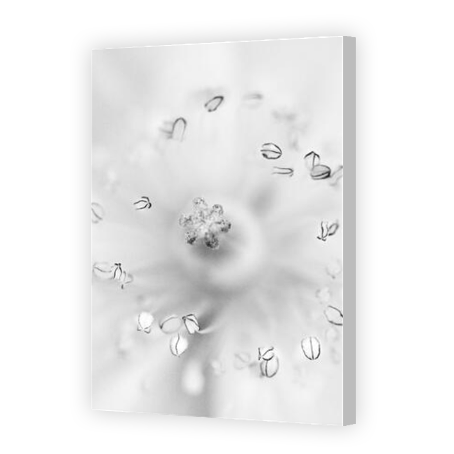 Thumbnail for Canvas - Coloured Canvas Wrap