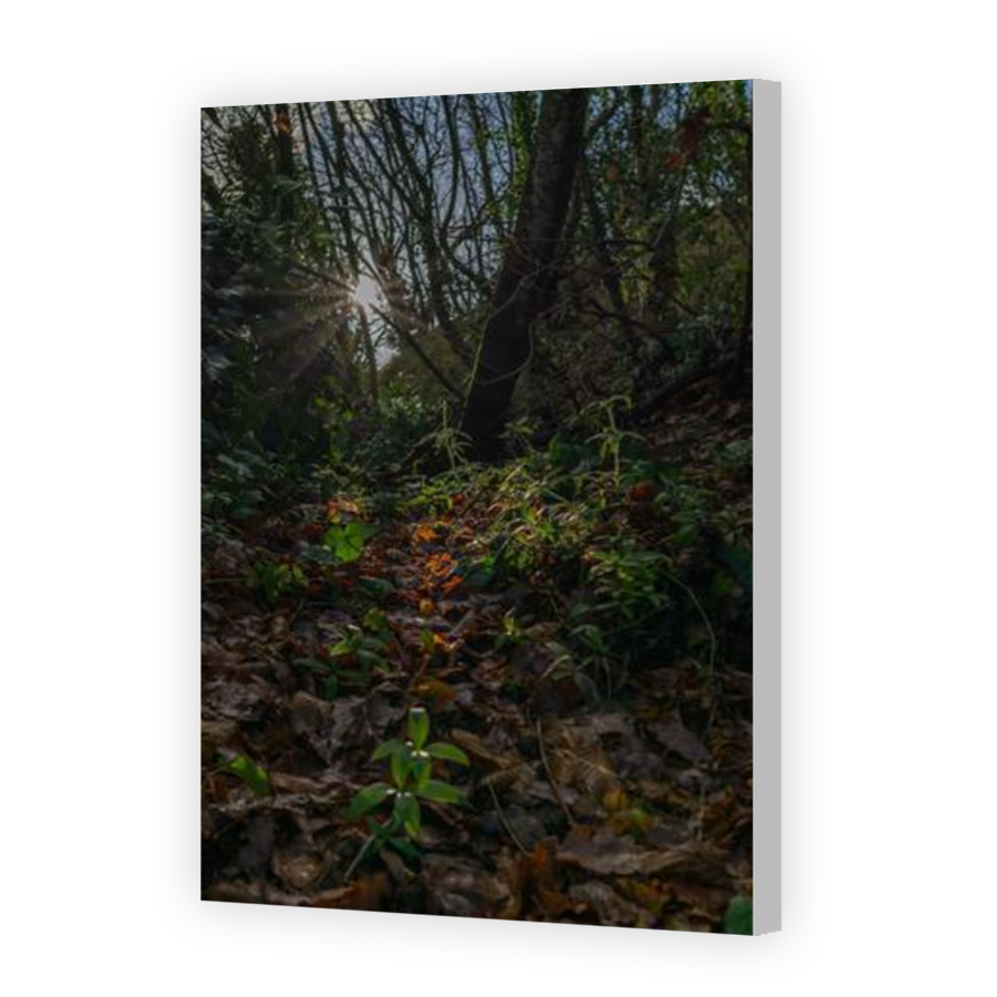 Thumbnail for Canvas - Coloured Canvas Wrap