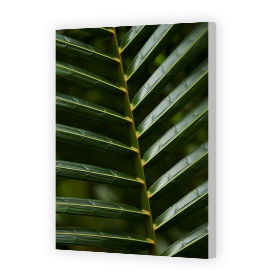 Thumbnail for Canvas - Coloured Canvas Wrap