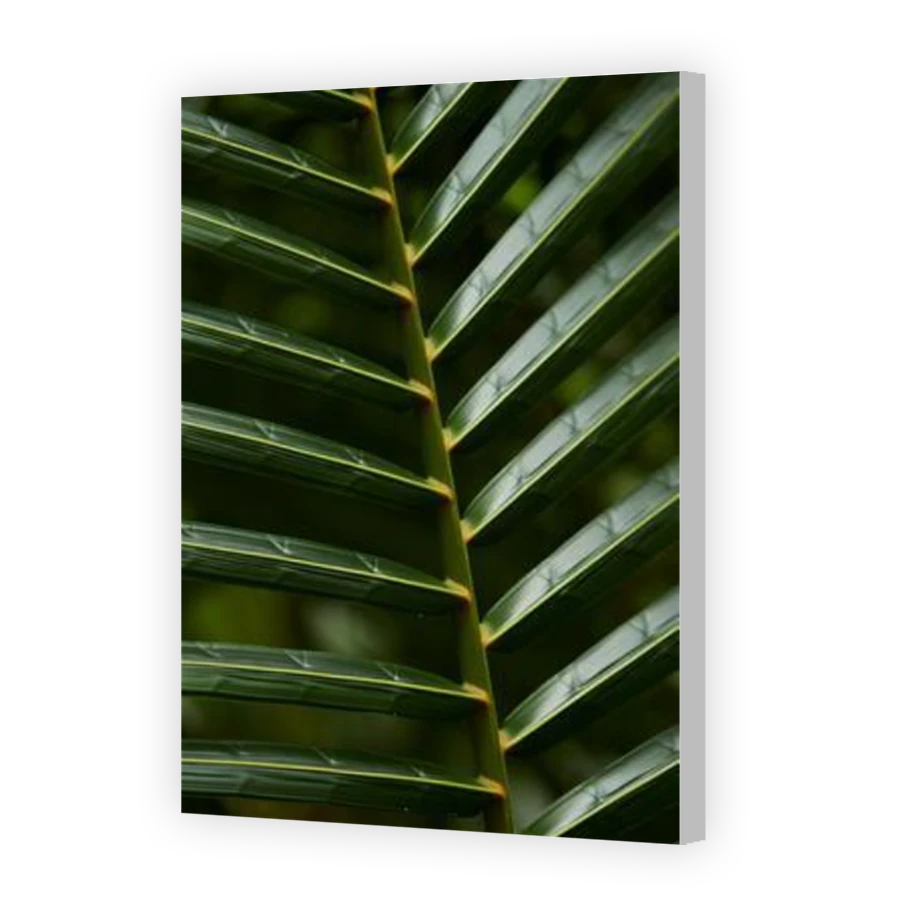 Thumbnail for Canvas - Coloured Canvas Wrap