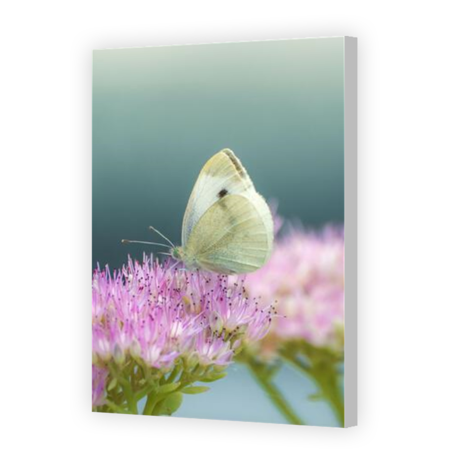 Thumbnail for Canvas - Coloured Canvas Wrap