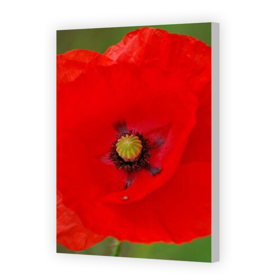Thumbnail for Canvas - Coloured Canvas Wrap