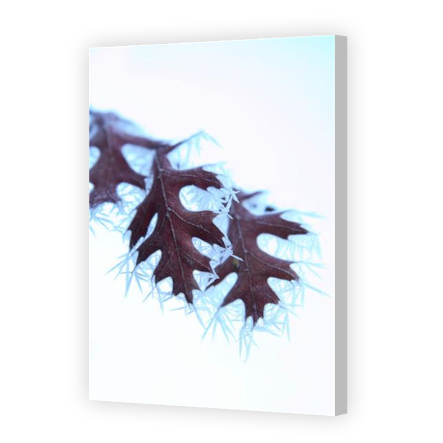 Thumbnail for Canvas - Coloured Canvas Wrap