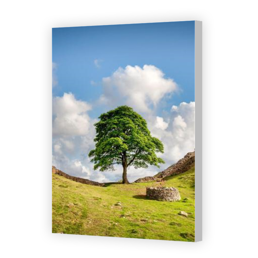 Thumbnail for Canvas - Coloured Canvas Wrap