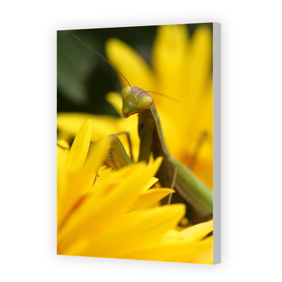 Thumbnail for Canvas - Coloured Canvas Wrap