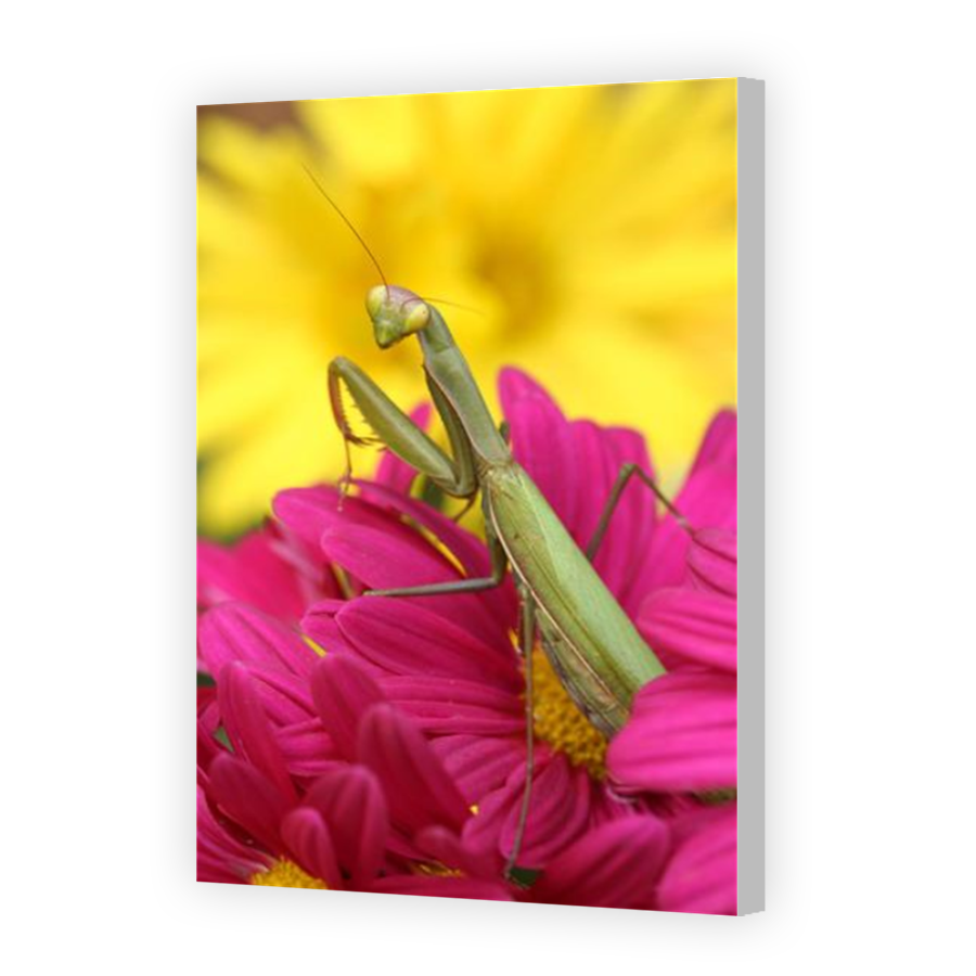 Thumbnail for Canvas - Coloured Canvas Wrap