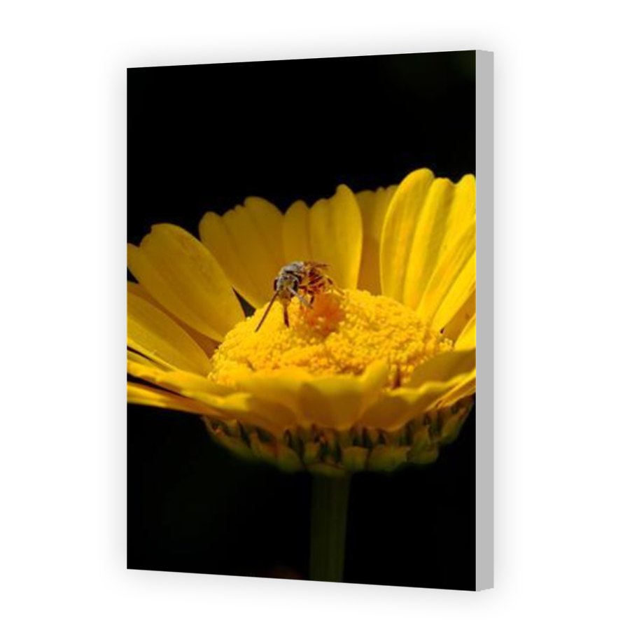 Thumbnail for Canvas - Coloured Canvas Wrap