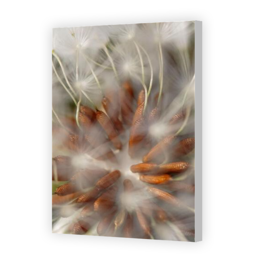 Thumbnail for Canvas - Coloured Canvas Wrap