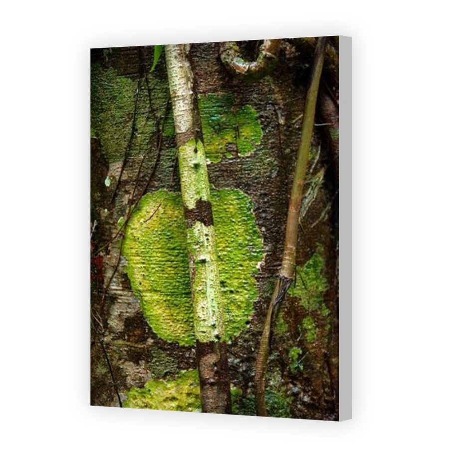 Thumbnail for Canvas - Coloured Canvas Wrap
