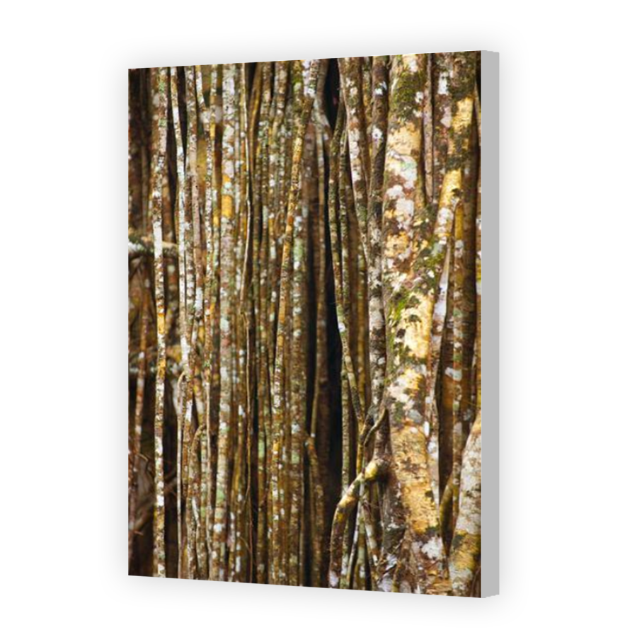 Thumbnail for Canvas - Coloured Canvas Wrap