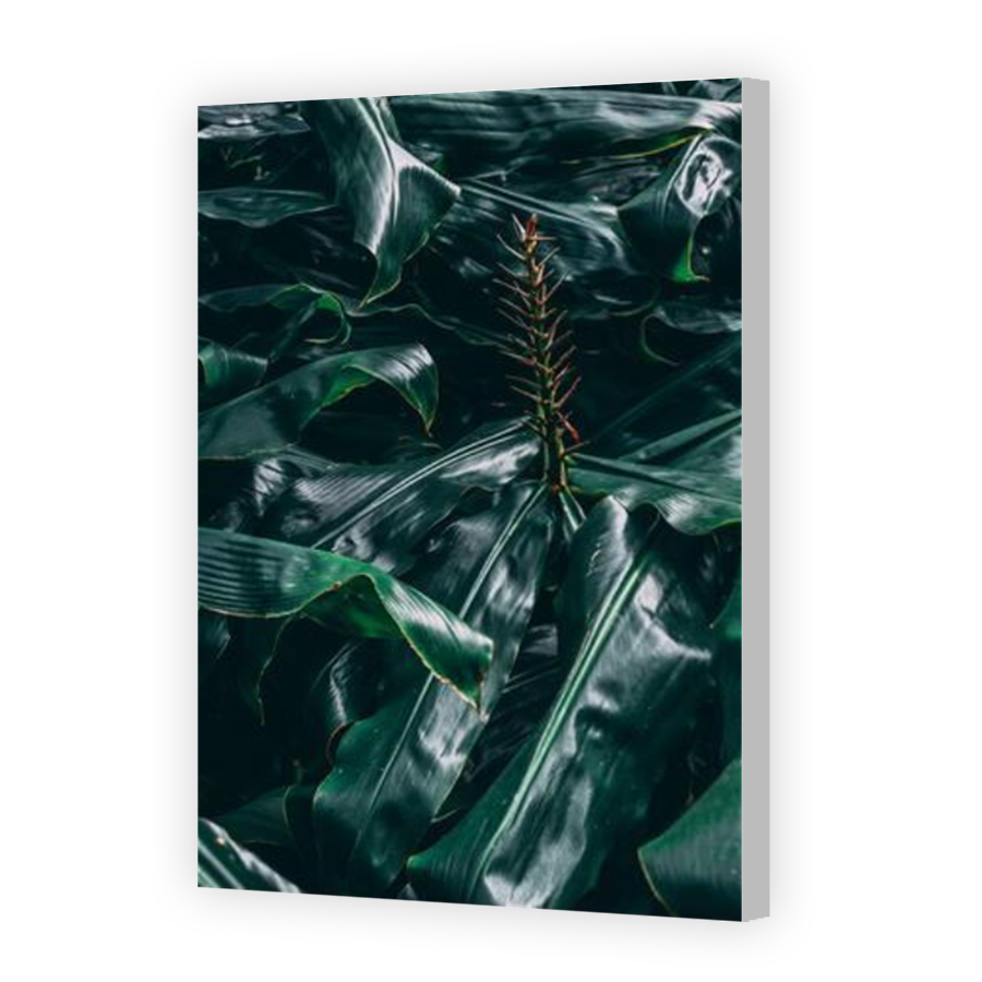 Thumbnail for Canvas - Coloured Canvas Wrap