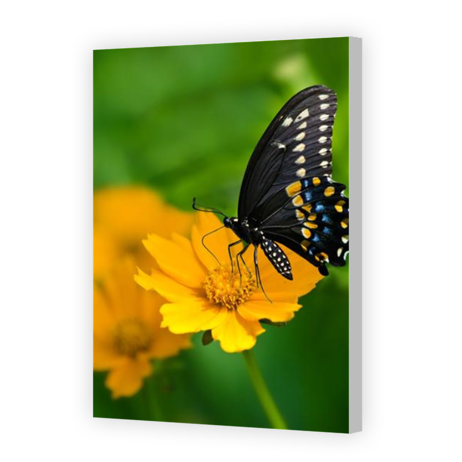 Thumbnail for Canvas - Coloured Canvas Wrap