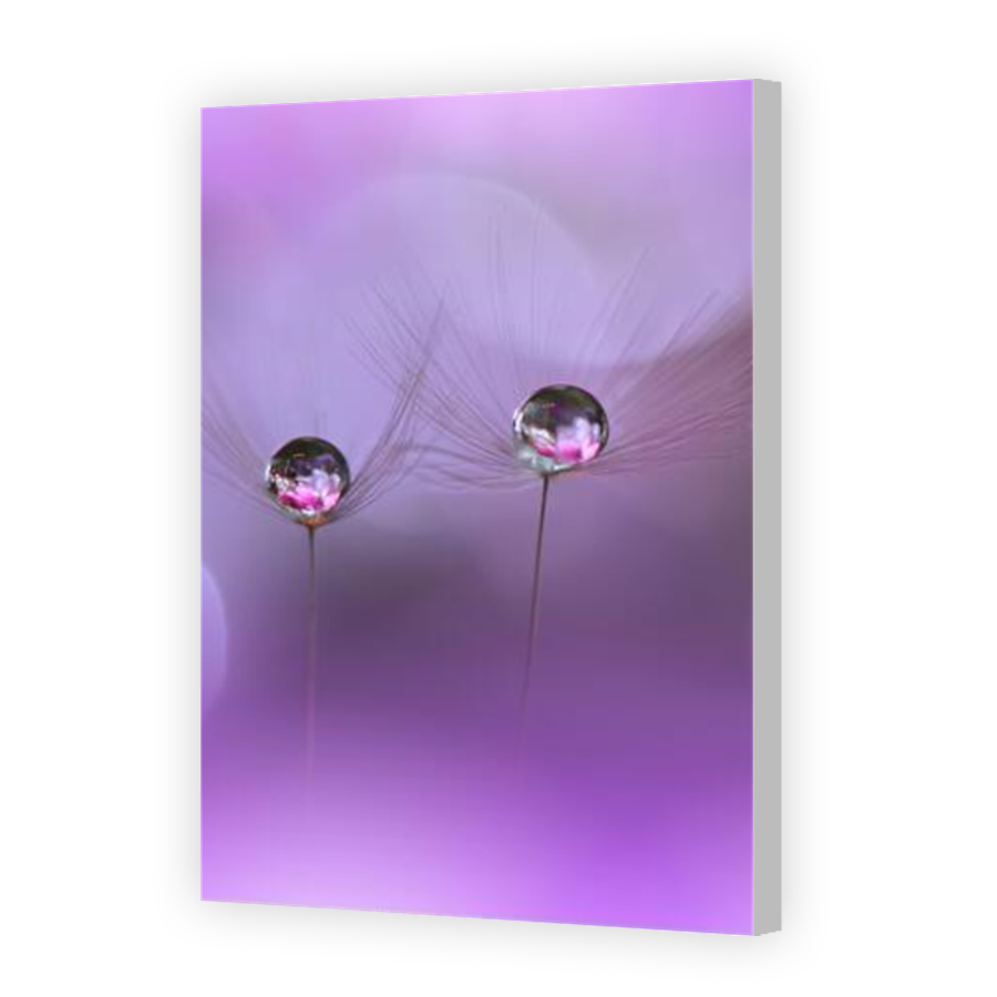 Thumbnail for Canvas - Coloured Canvas Wrap