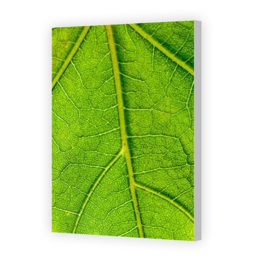 Thumbnail for Canvas - Coloured Canvas Wrap