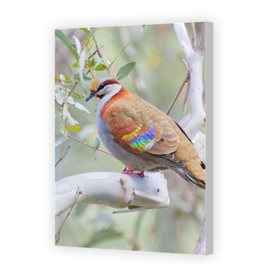 Thumbnail for Canvas - Coloured Canvas Wrap