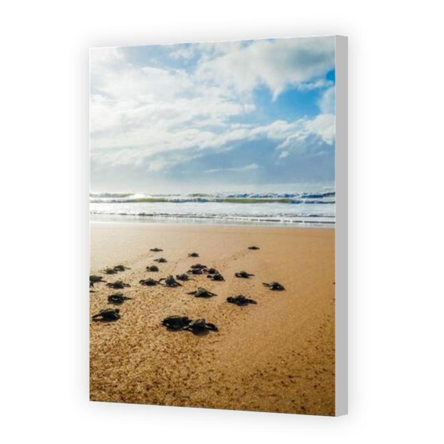 Thumbnail for Canvas - Coloured Canvas Wrap
