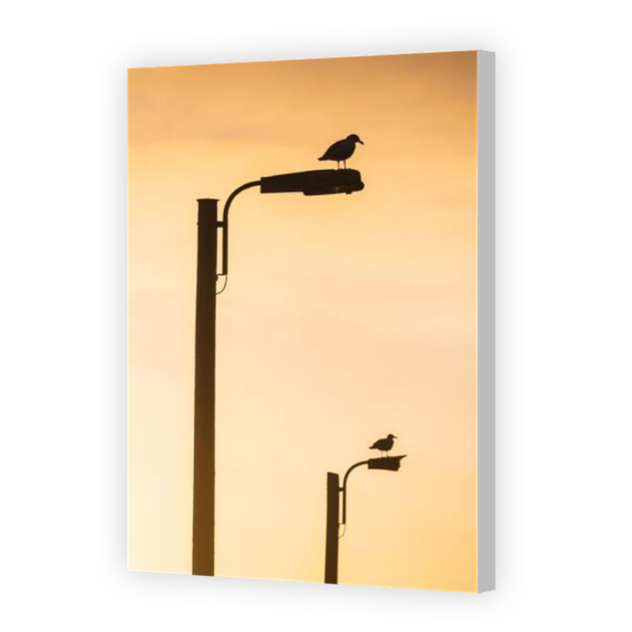 Thumbnail for Canvas - Coloured Canvas Wrap