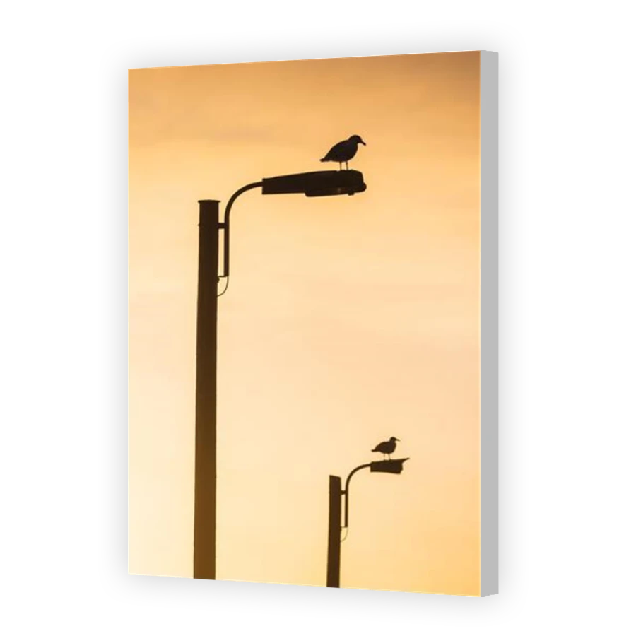 Thumbnail for Canvas - Coloured Canvas Wrap