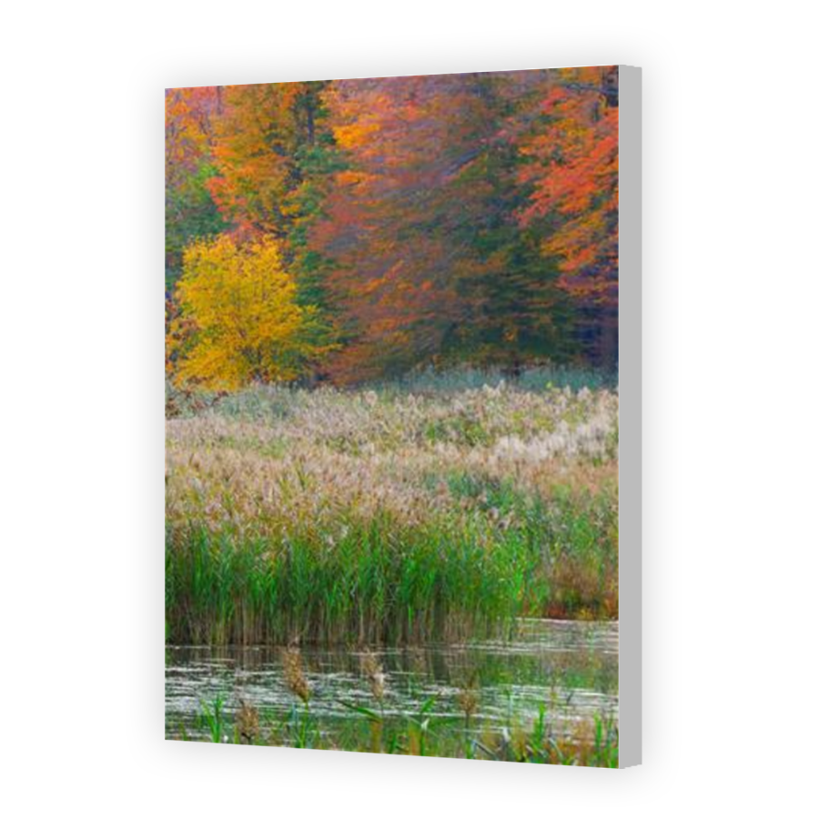 Thumbnail for Canvas - Coloured Canvas Wrap