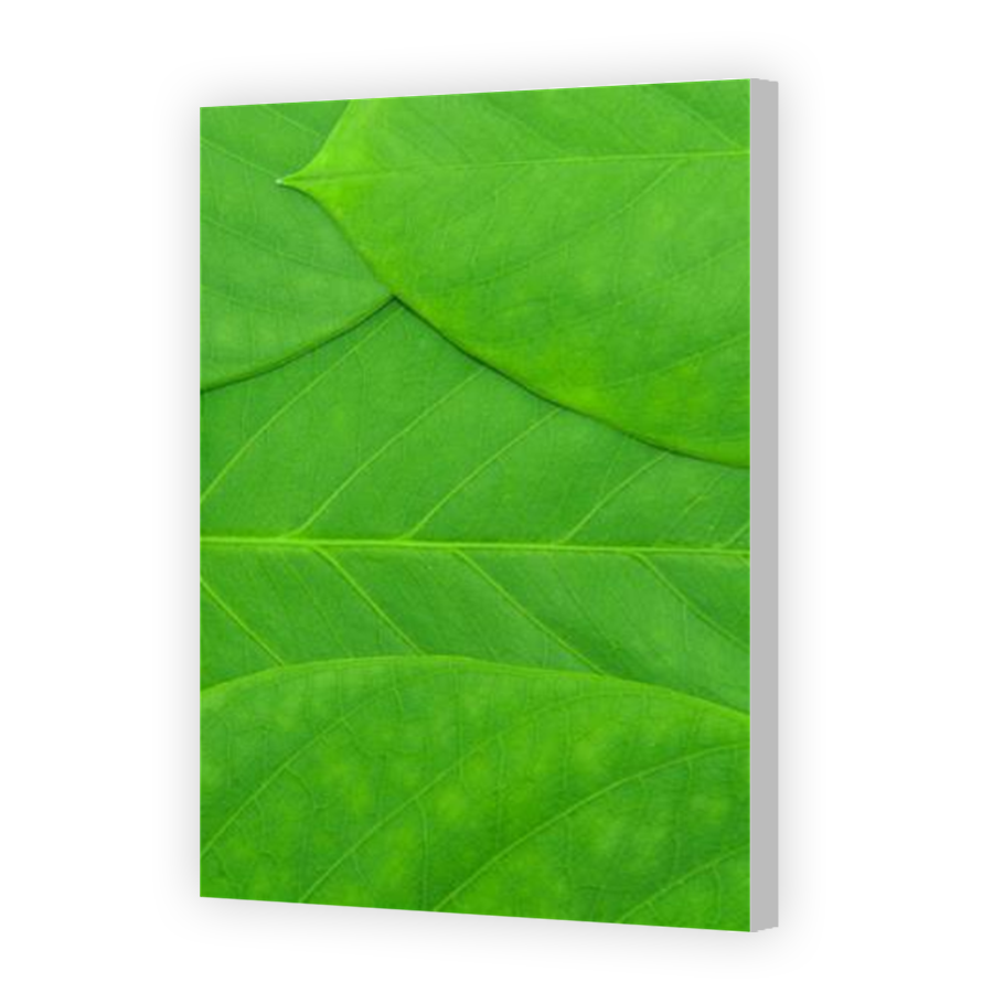 Thumbnail for Canvas - Coloured Canvas Wrap