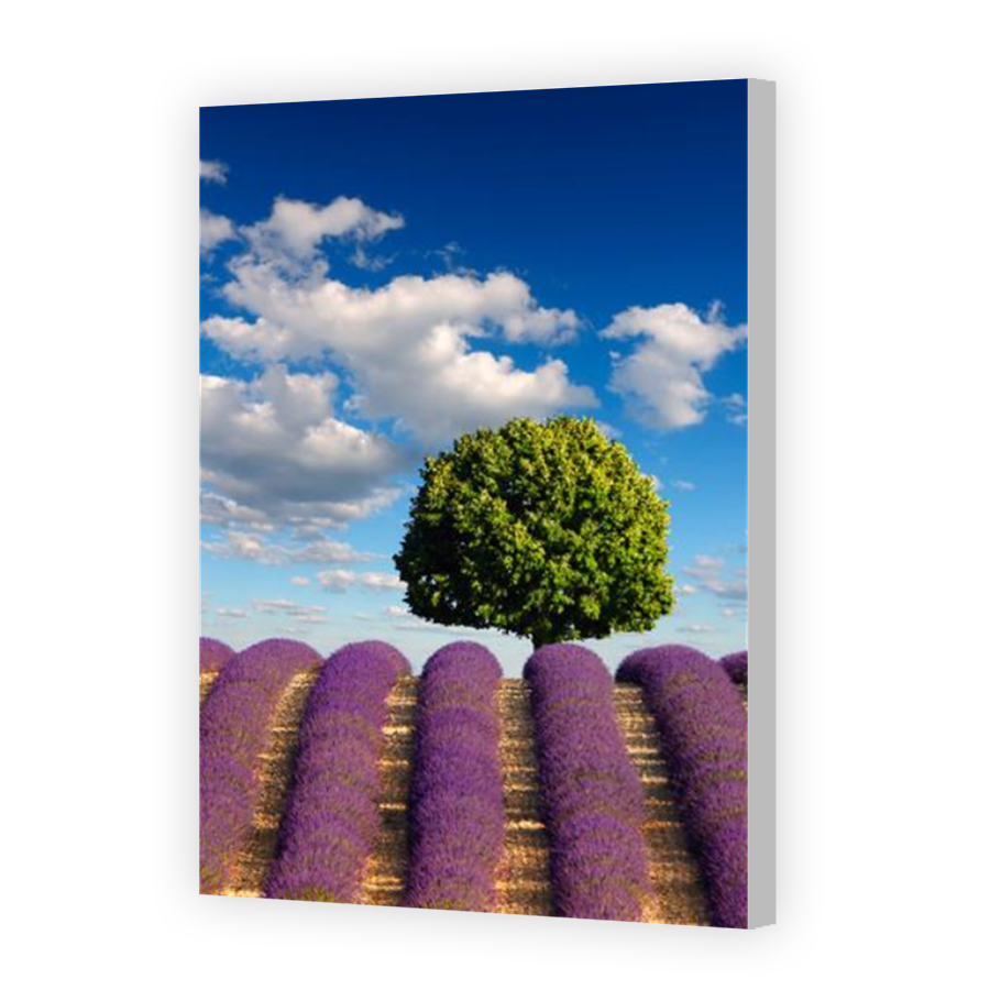 Thumbnail for Canvas - Coloured Canvas Wrap