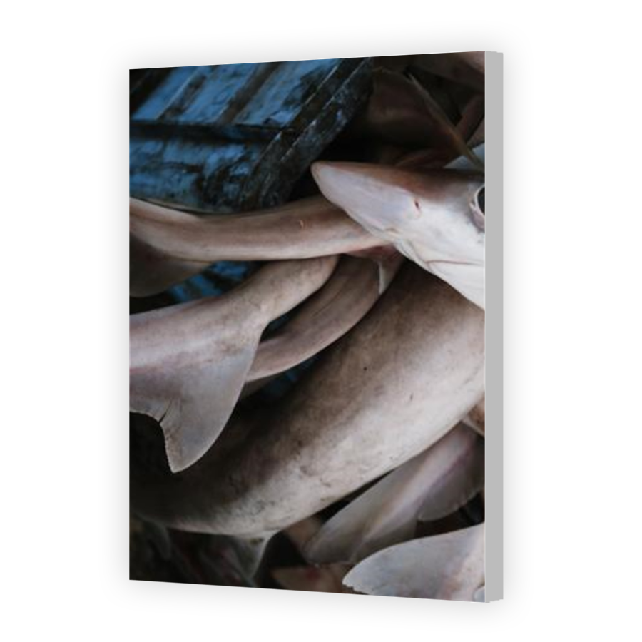Thumbnail for Canvas - Coloured Canvas Wrap