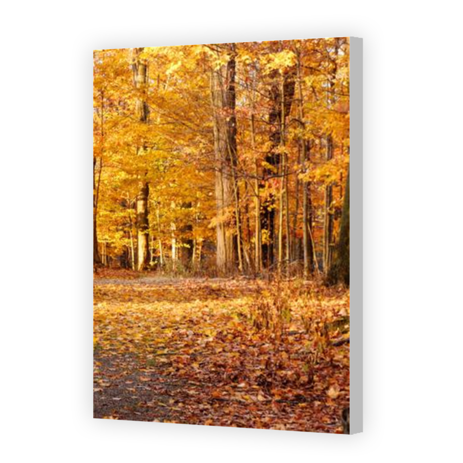 Thumbnail for Canvas - Coloured Canvas Wrap