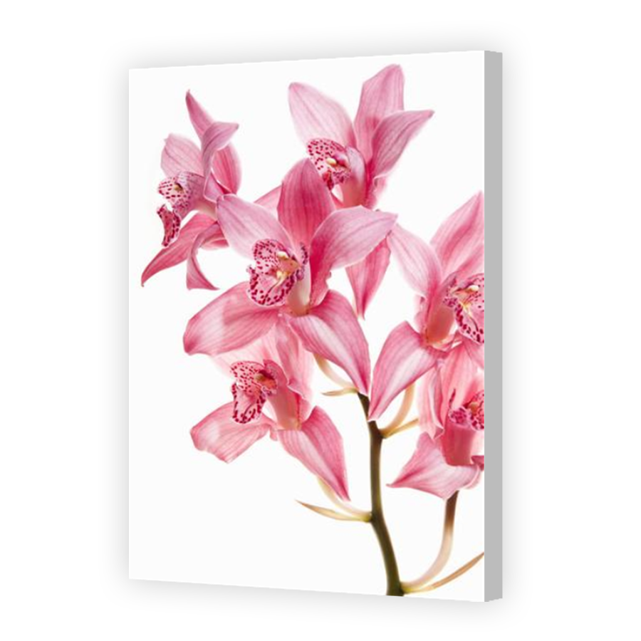 Thumbnail for Canvas - Coloured Canvas Wrap