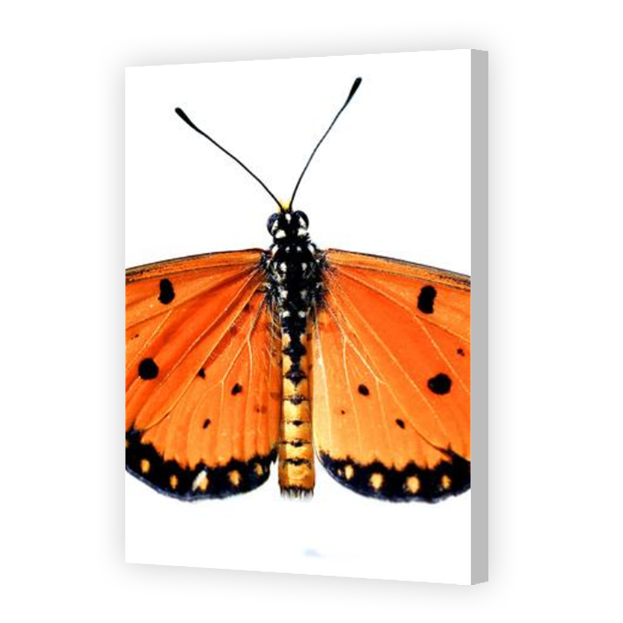 Thumbnail for Canvas - Coloured Canvas Wrap