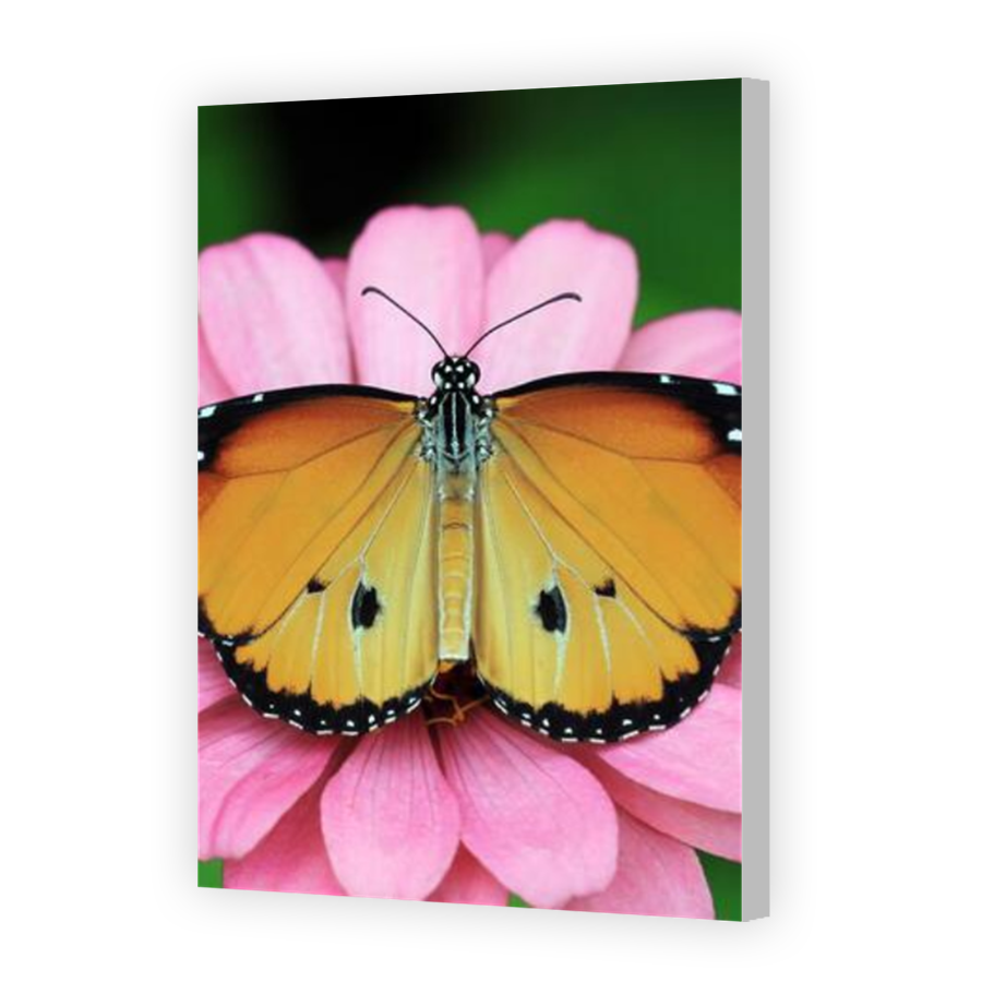 Thumbnail for Canvas - Coloured Canvas Wrap